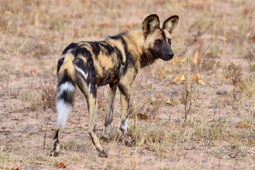 Vildhunden, ett av Afrikas mest utrotningshotade djur, har vi chans att se under safaridagarna