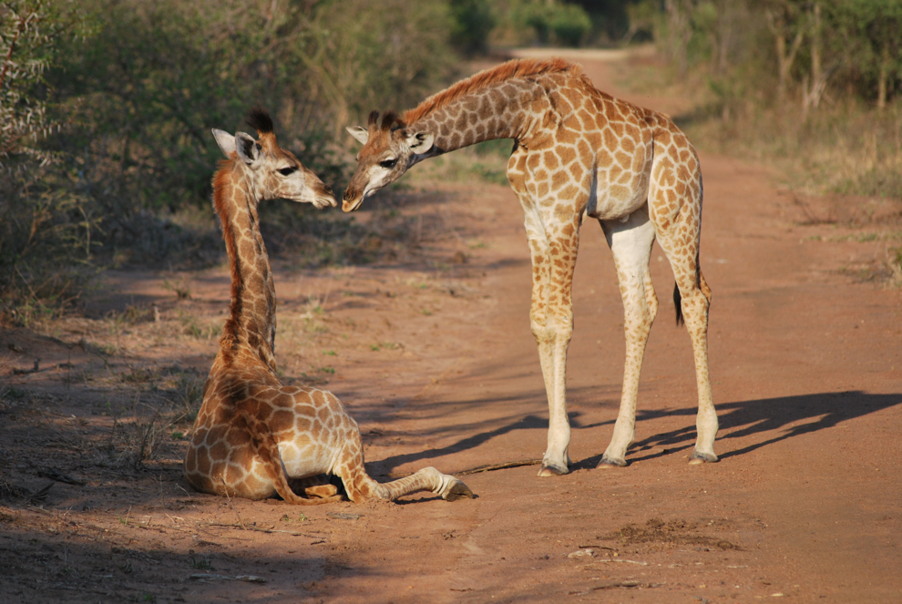 Söta giraffer fångade på bild i Kapama Game Reserve, Sydafrika