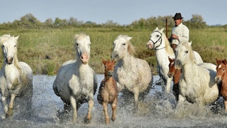 Camarguehästar i vatten 