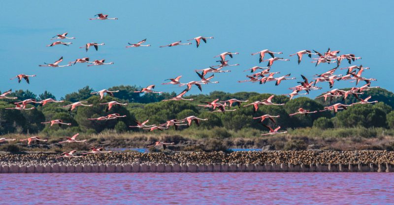 Flamingo över rosa saltvatten