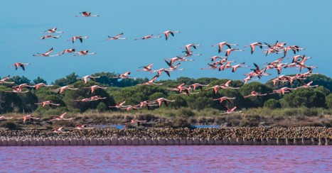 Flamingo över rosa saltvatten