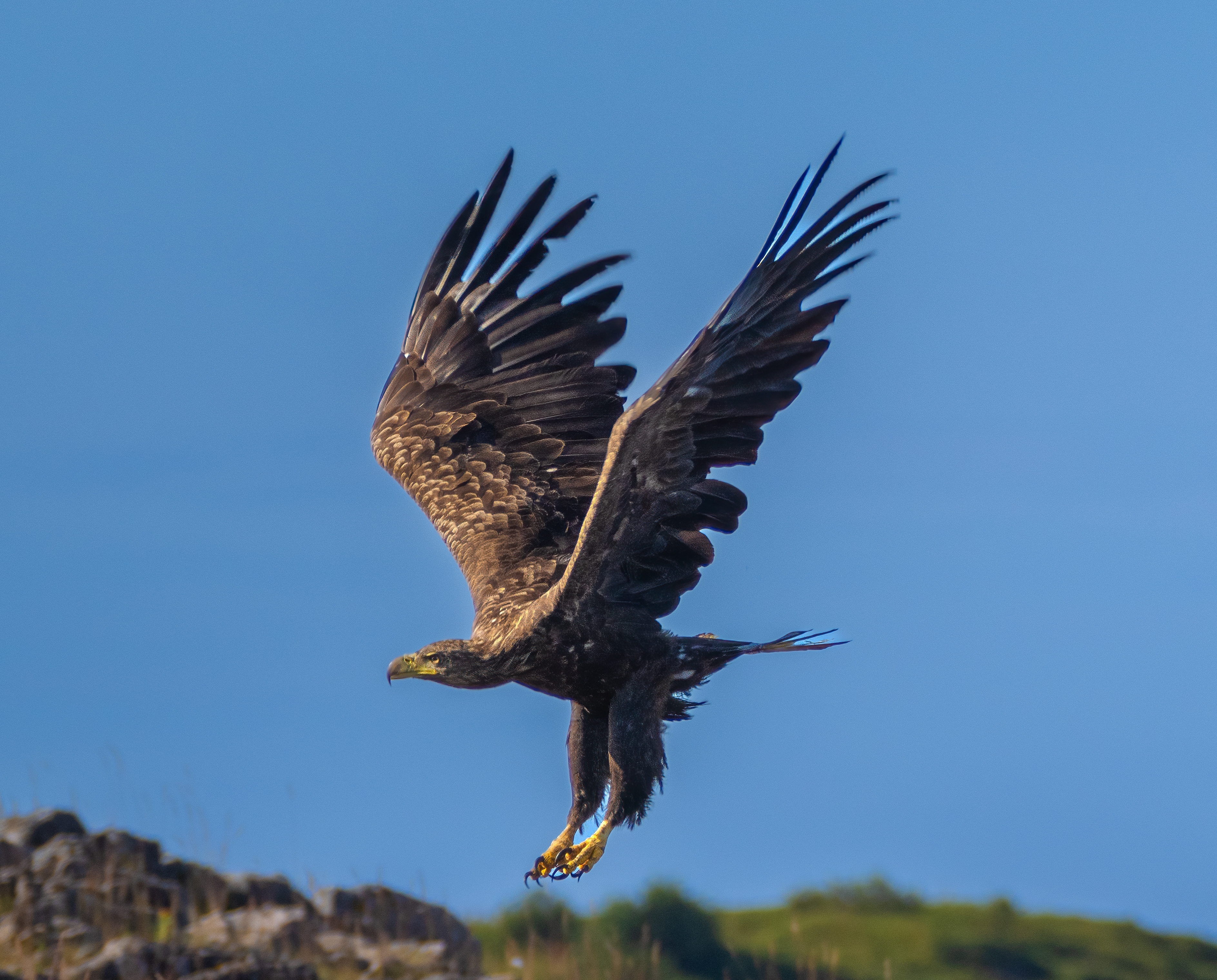 Under båtfärden i Trollfjorden är chansen stor att få skåda örn.