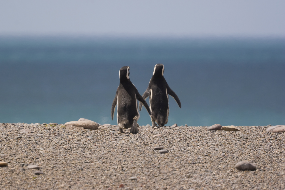 Två pingviner, stenar och hav.