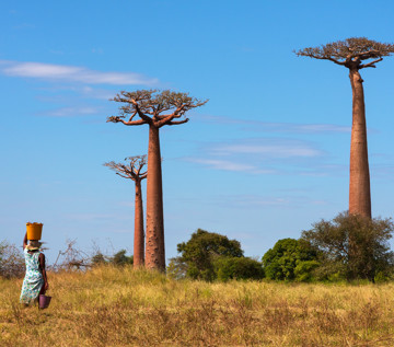 Baobabträd