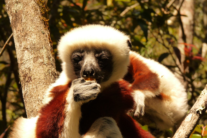 Lemur 3.jpg