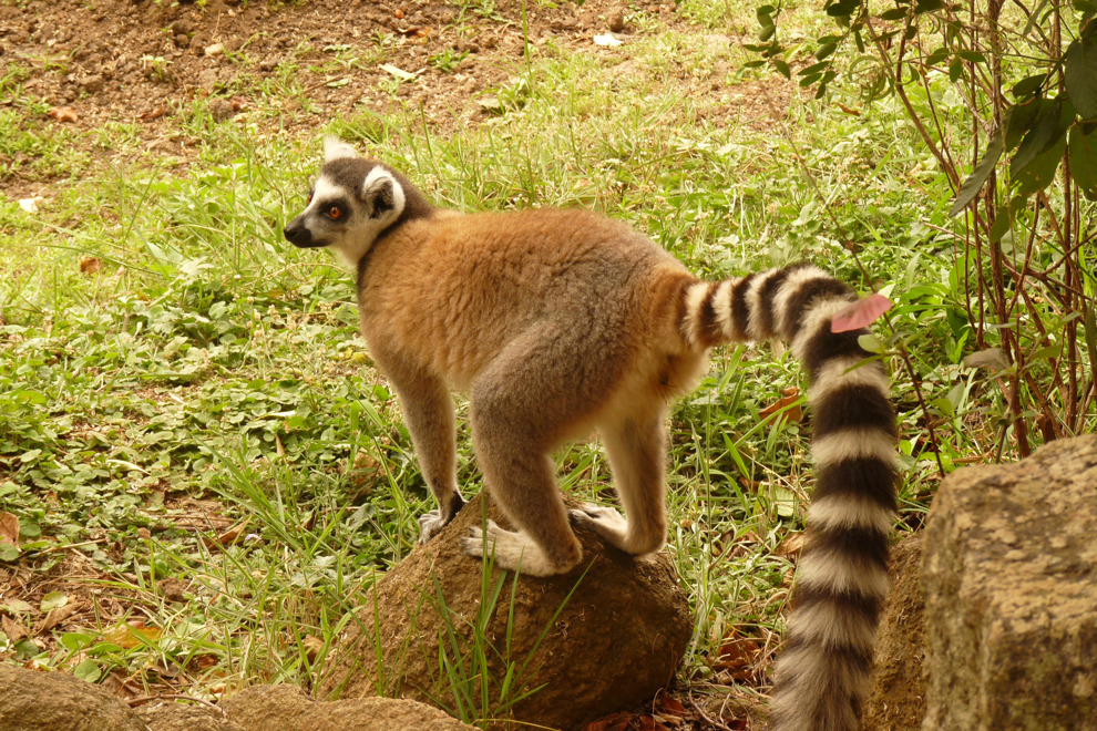 Ringsvansad lemur