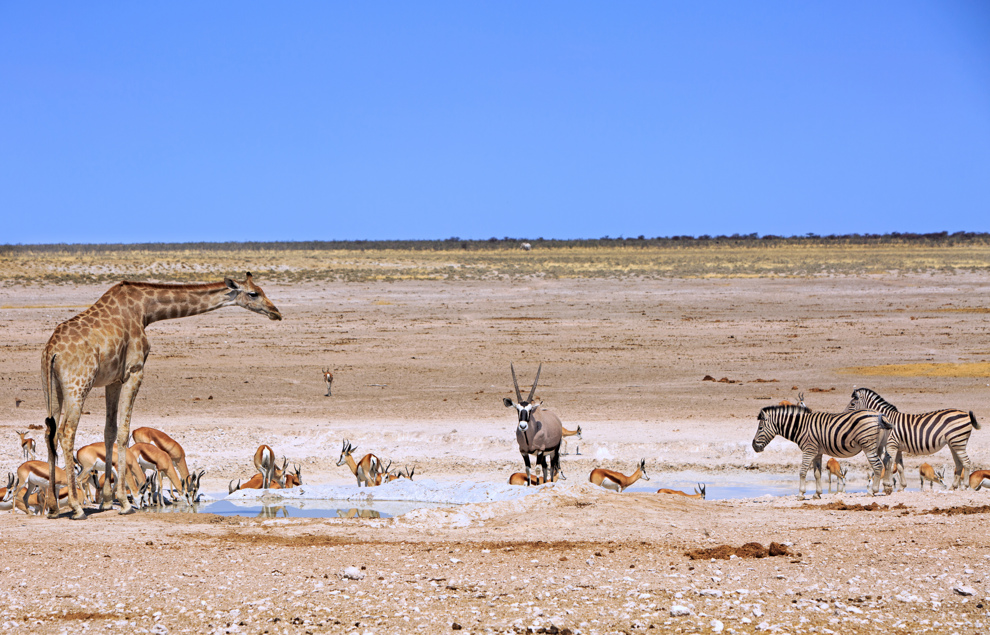 Djur vid vattenhål i Etosha nationalpark