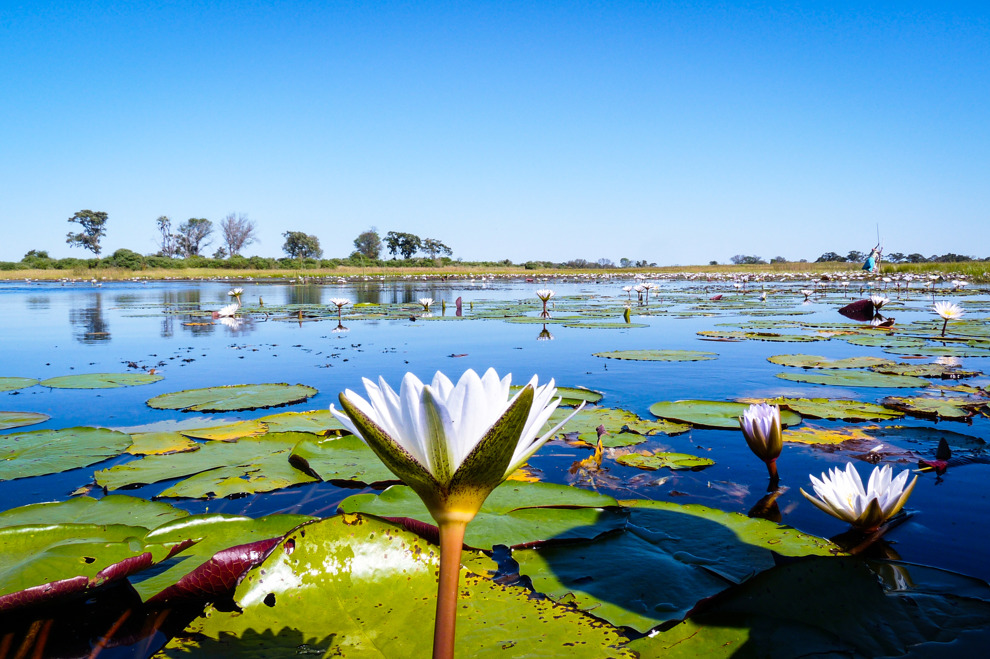 Okavangodeltat