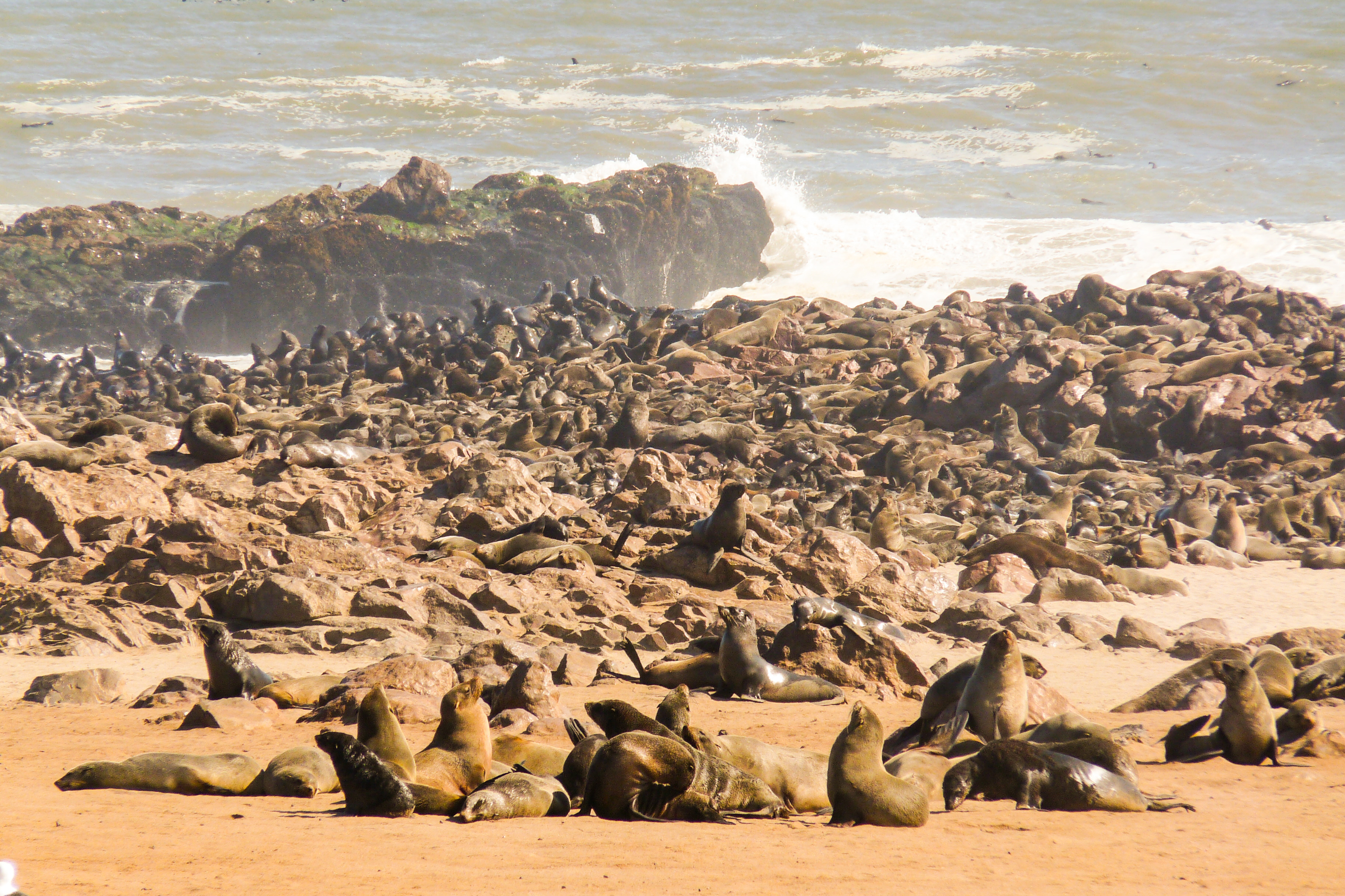 Sälar vid Cape Cross