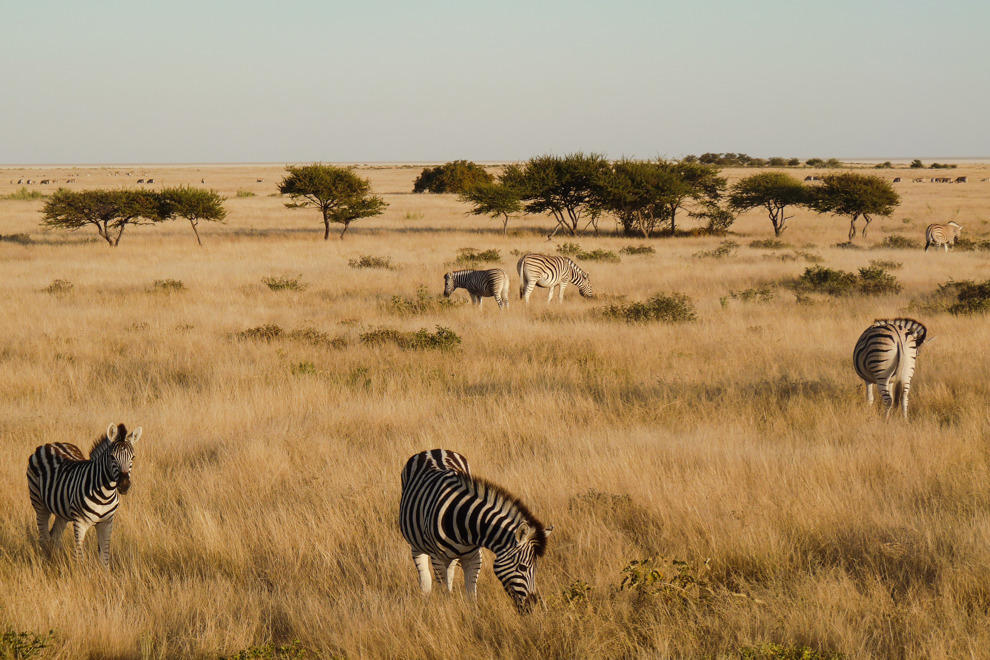 Zebror i Etosha nationalpark