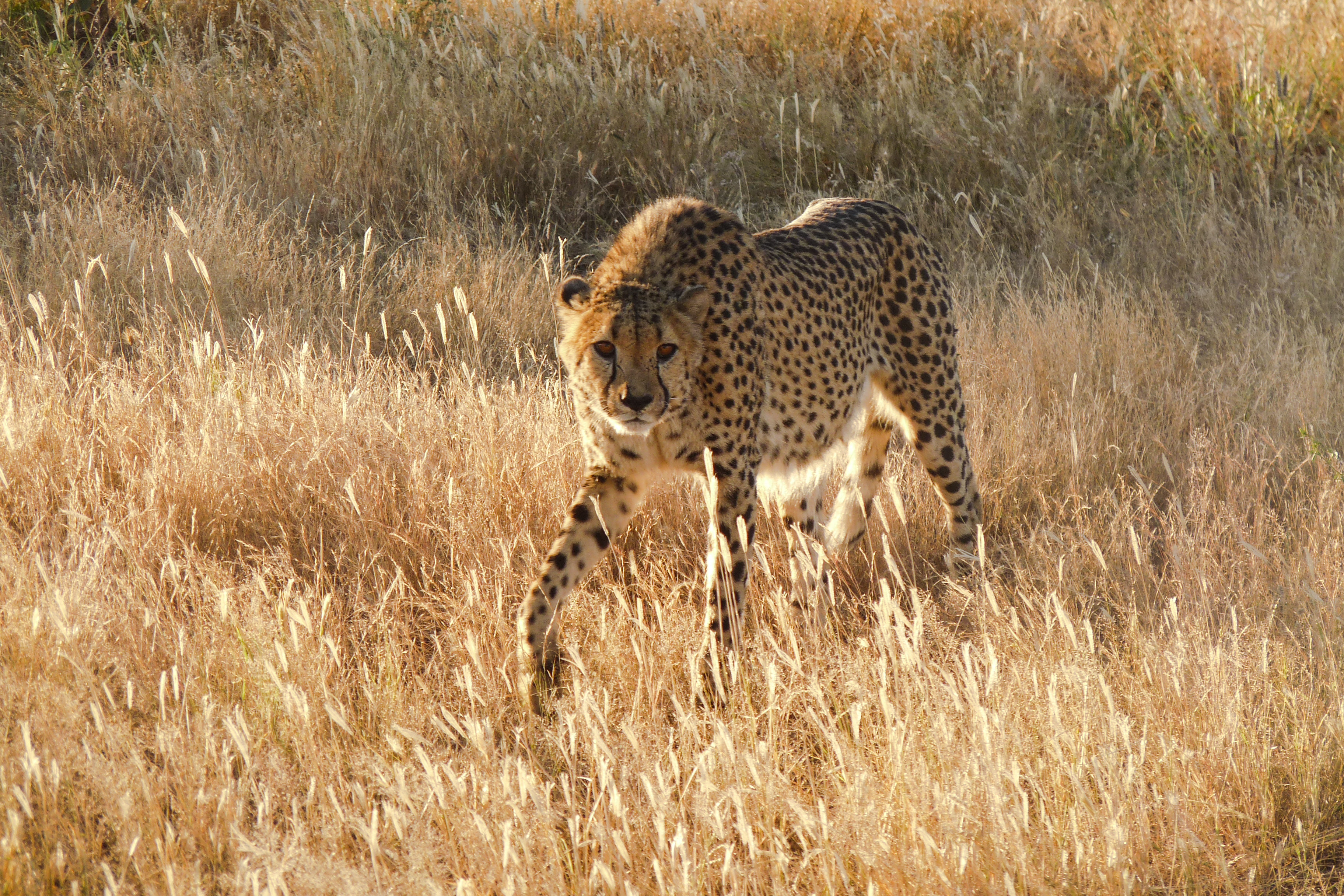 Gepard