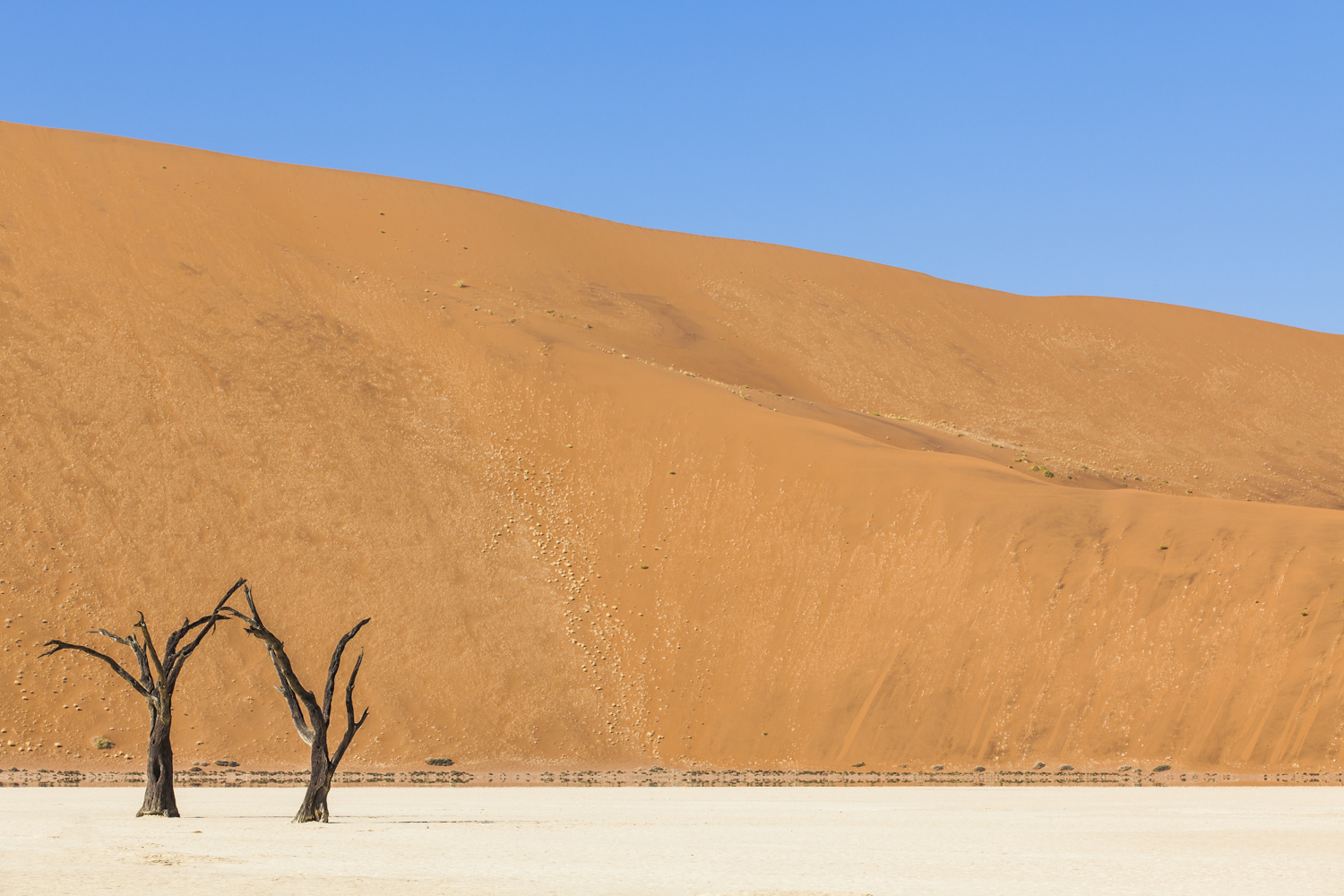 Dead vlei