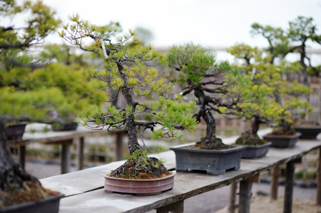 Besök hos bonsaimästare