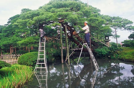 De japanska trädgårdsarbetarna lämnar inget åt slumpen