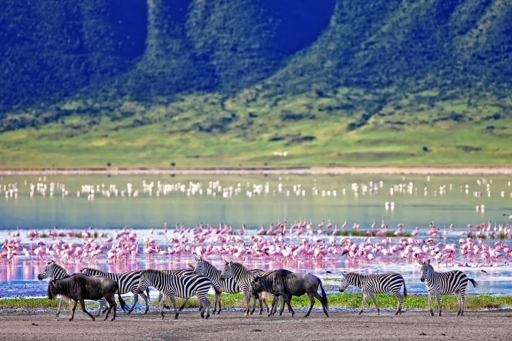 Flamingos och zebror i Ngorongoro kratern