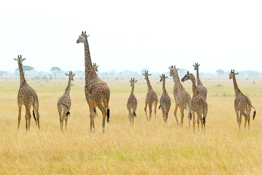 Giraffer på Serengetis savann