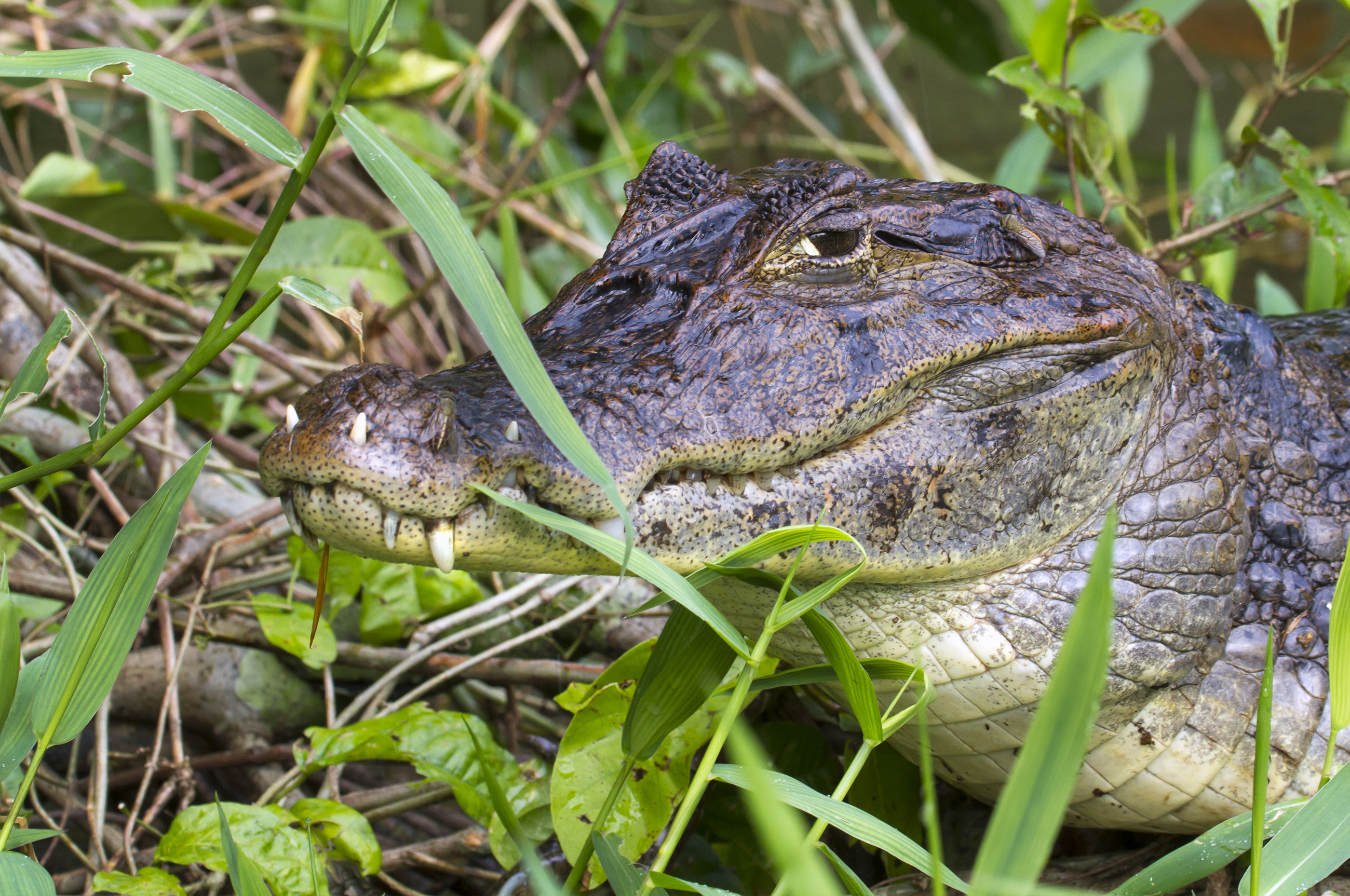 Glasögonkajman tittar fram i strandkanten.