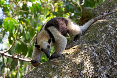 Nordlig tamandua går ned för ett träd