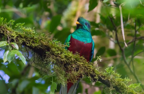 Praktquetzalfågel sitter på en mossklädd gren