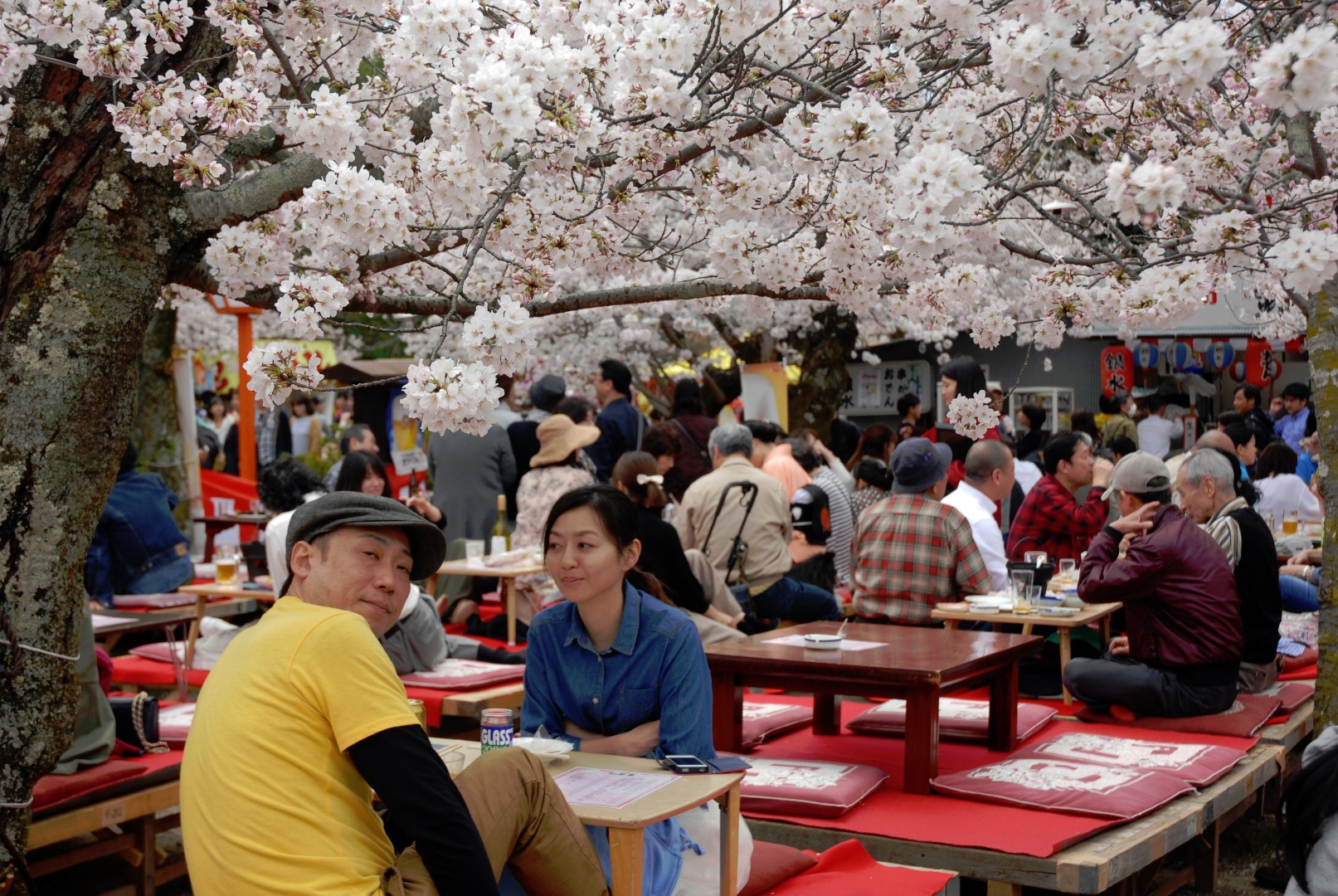 Under körsbärsträden