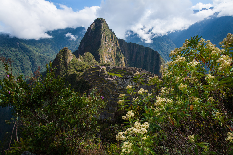 Machu Picchu och buskar