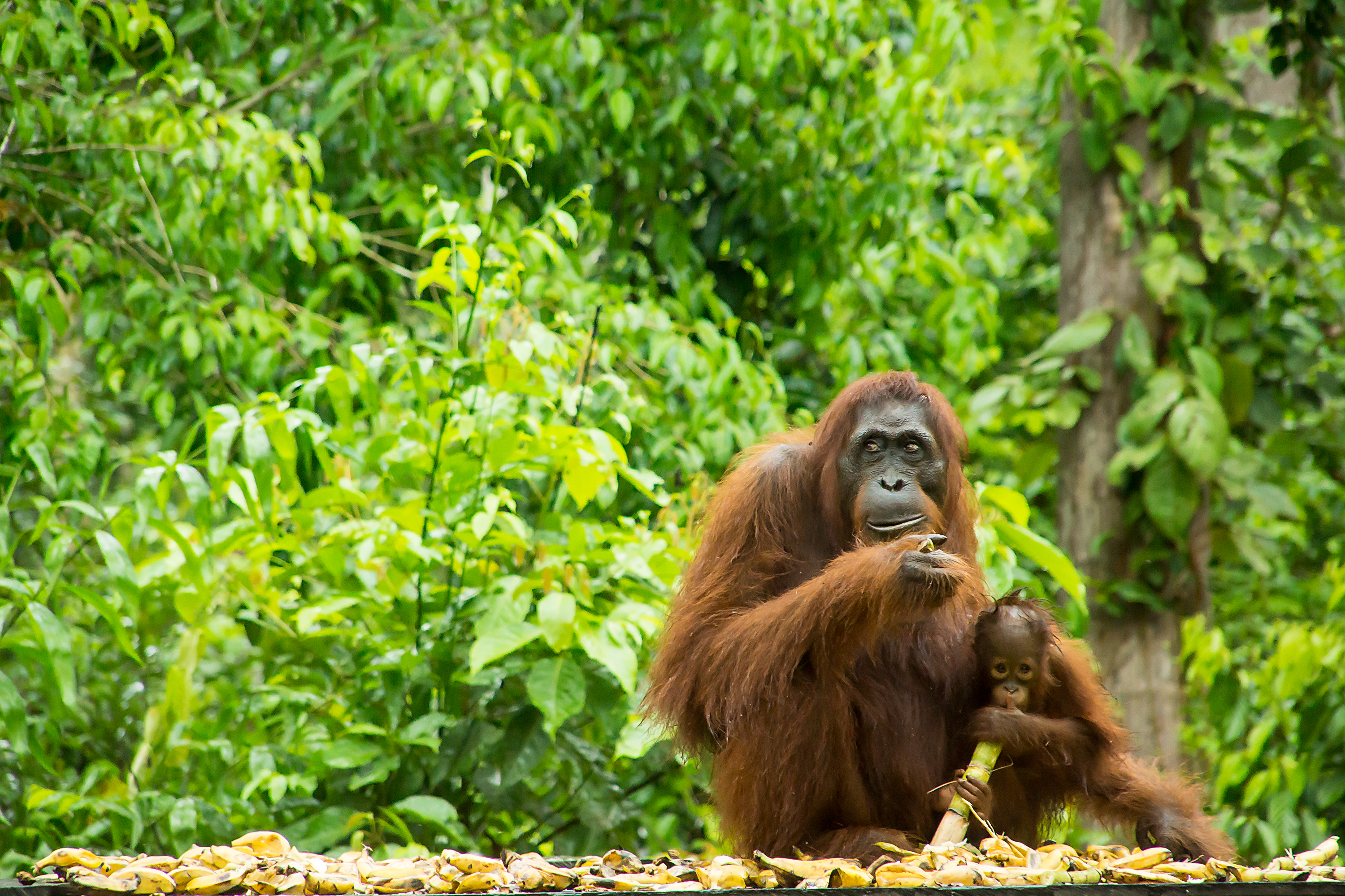 Orangutang Borneo