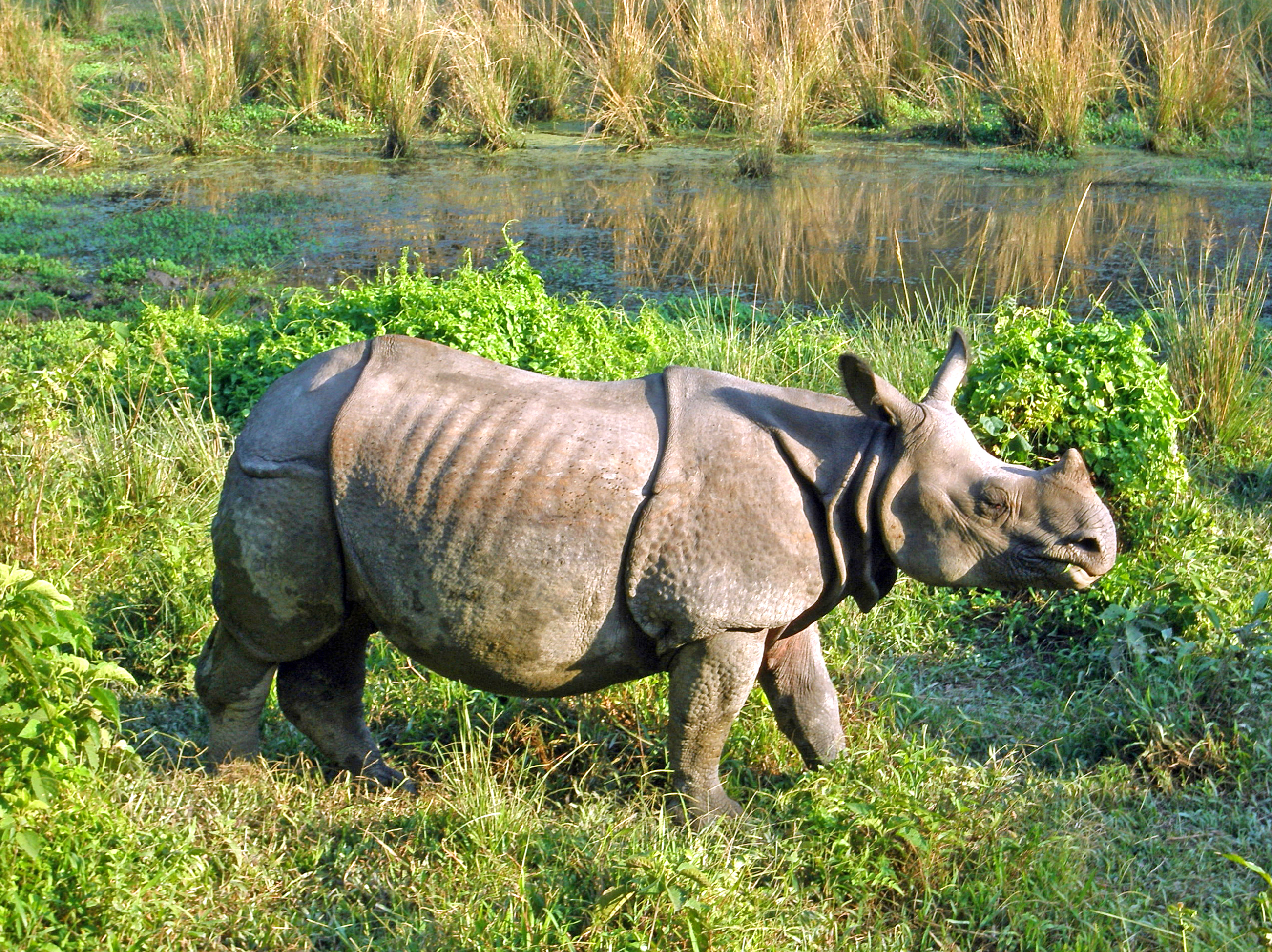 Pansarnoshörning Chitwan