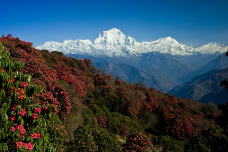 Rhododendron