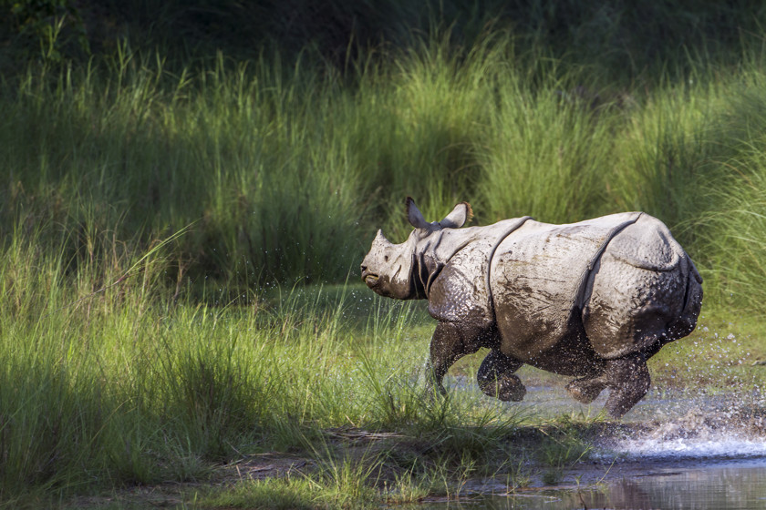 Noshörning Kaziranga