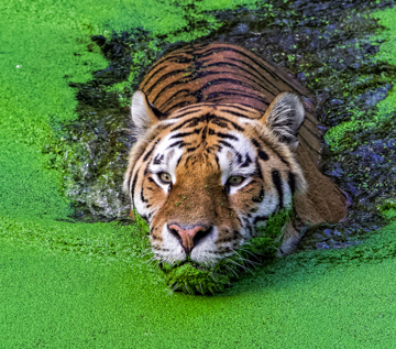 Tiger Sundarbans