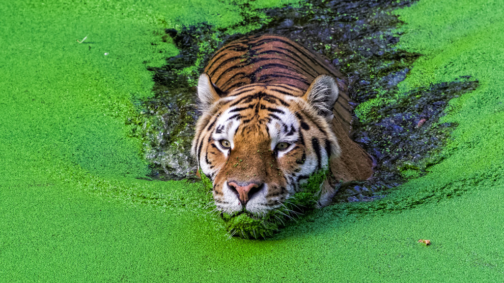 Tiger Sundarbans