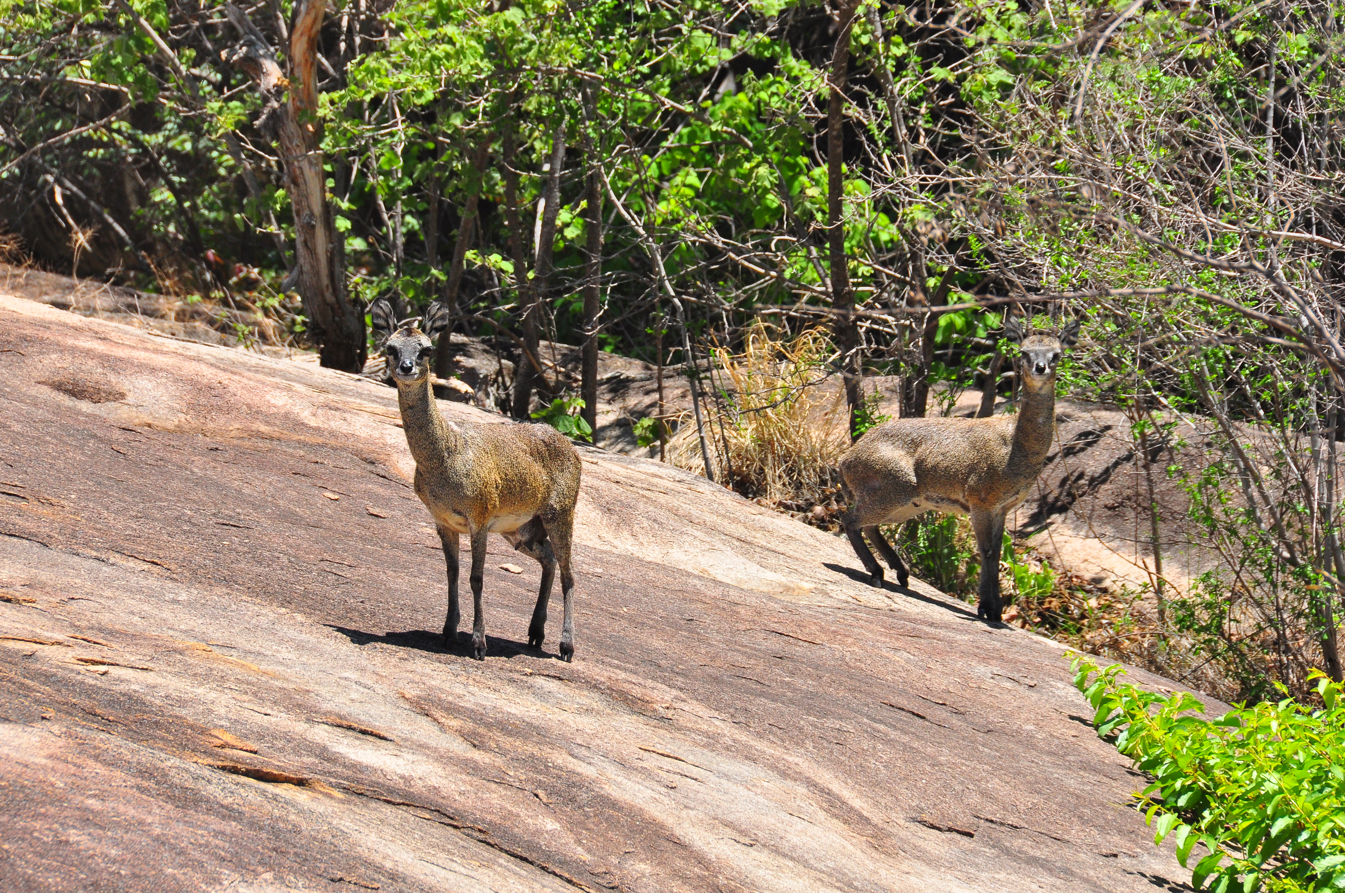 Äventyr i Zimbabwe och Sydafrika över jul och nyårshelgerna (Afrika) Världens Resor