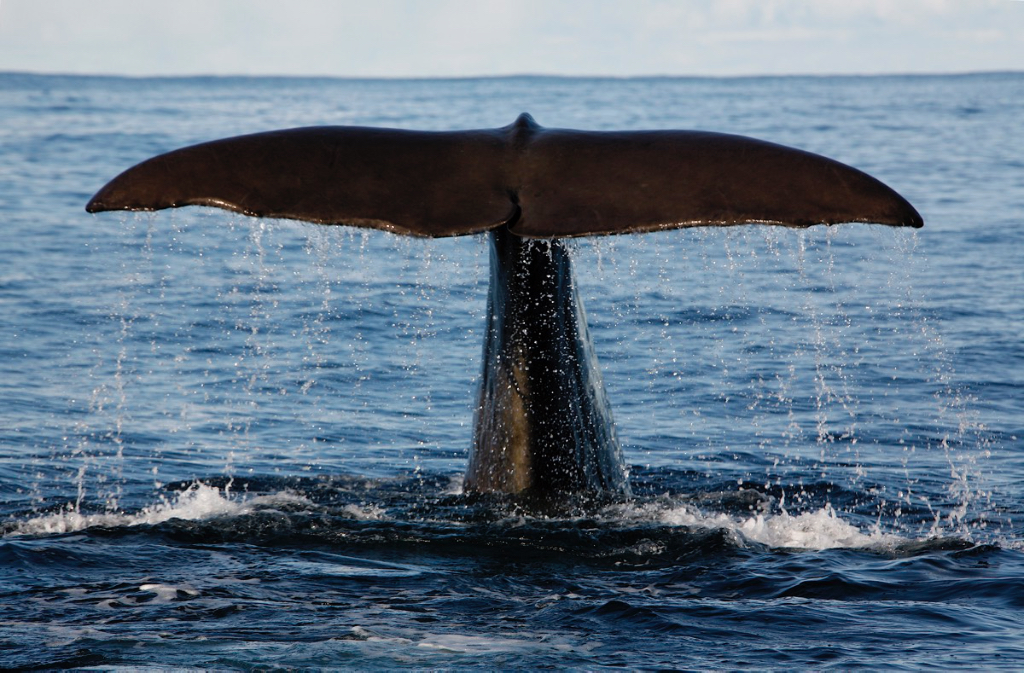 Valsafari med båt i Andenes på Vesterålen