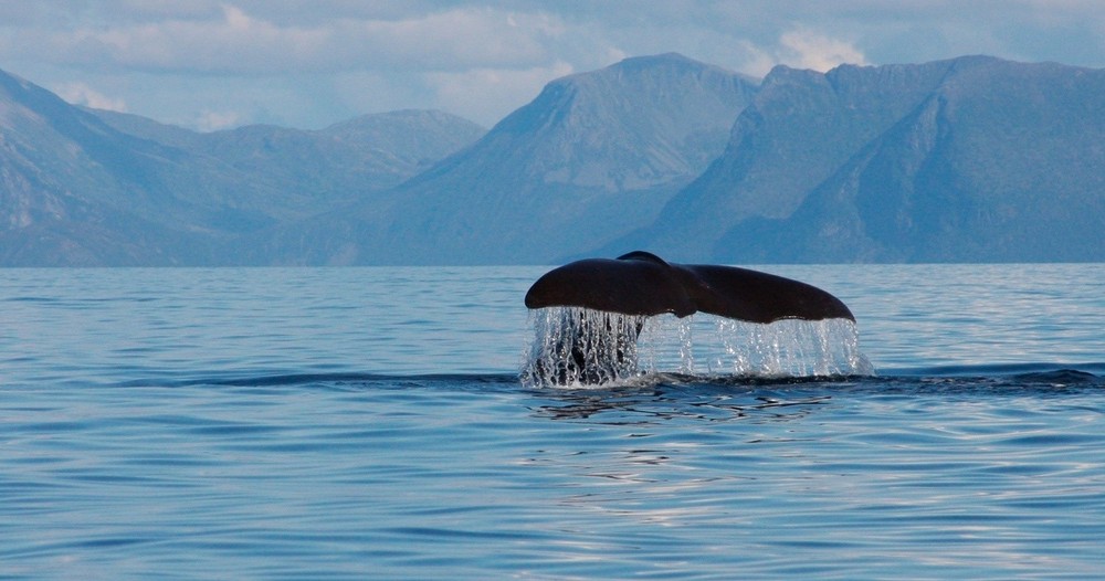 En kaskelotval utanför Andøyas kust