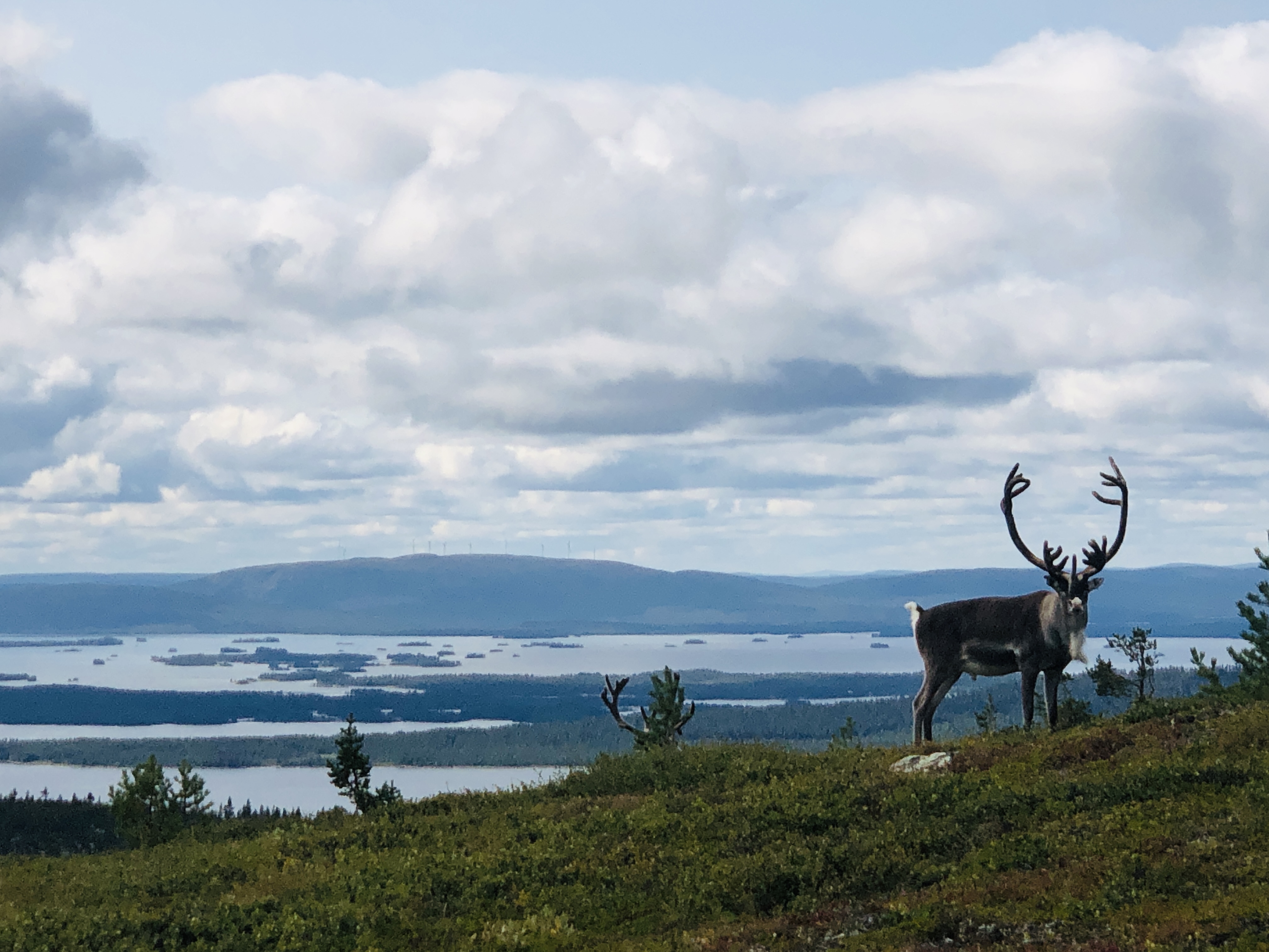 Ren står på en kulle med en sjö bakom. 