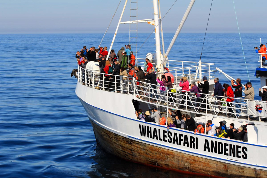 Valsafari i Andenes på Vesterålen