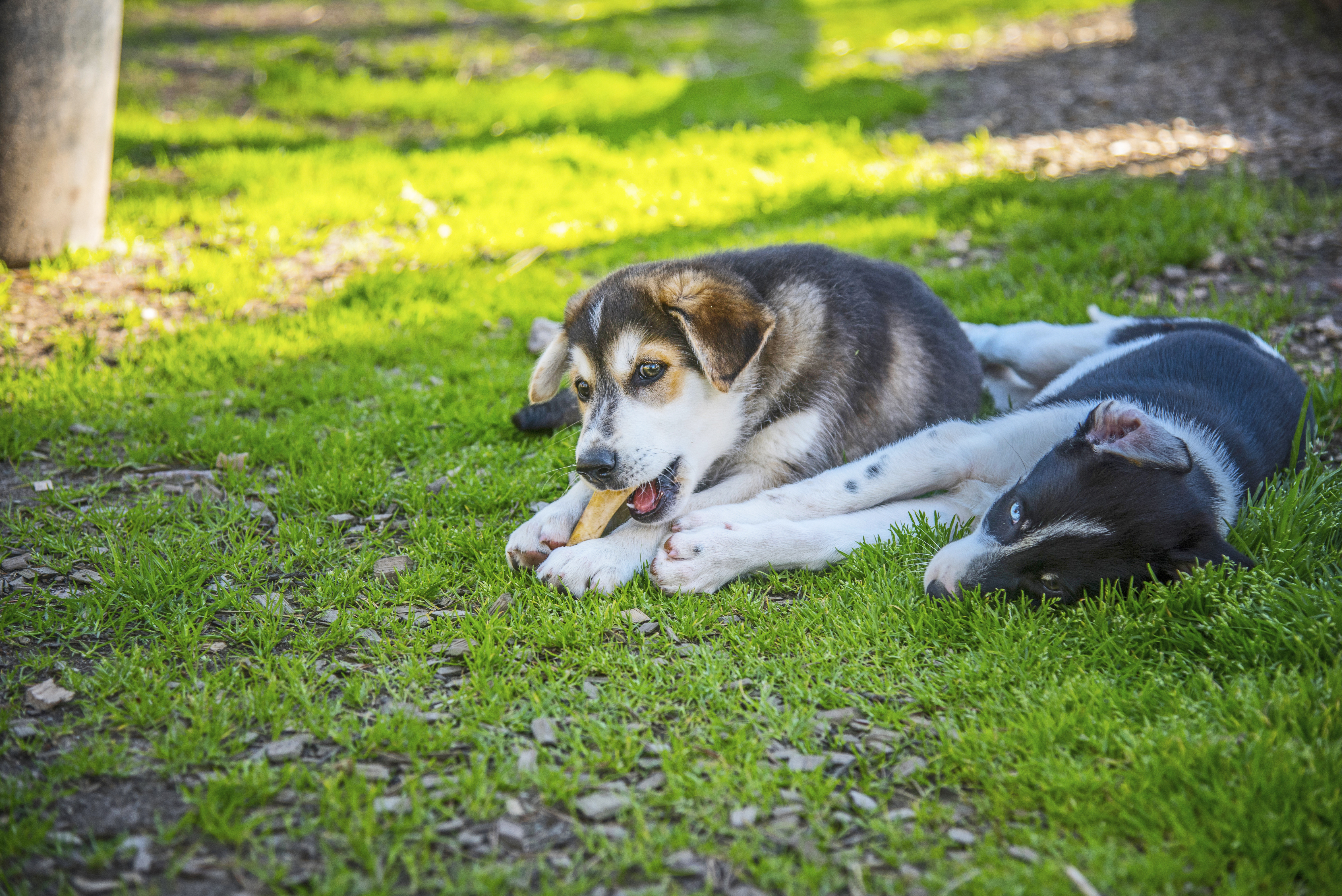 På bilden ser vi huskyhundar som finns vid Arctic River Lodge. Foto Michael Törnkvist