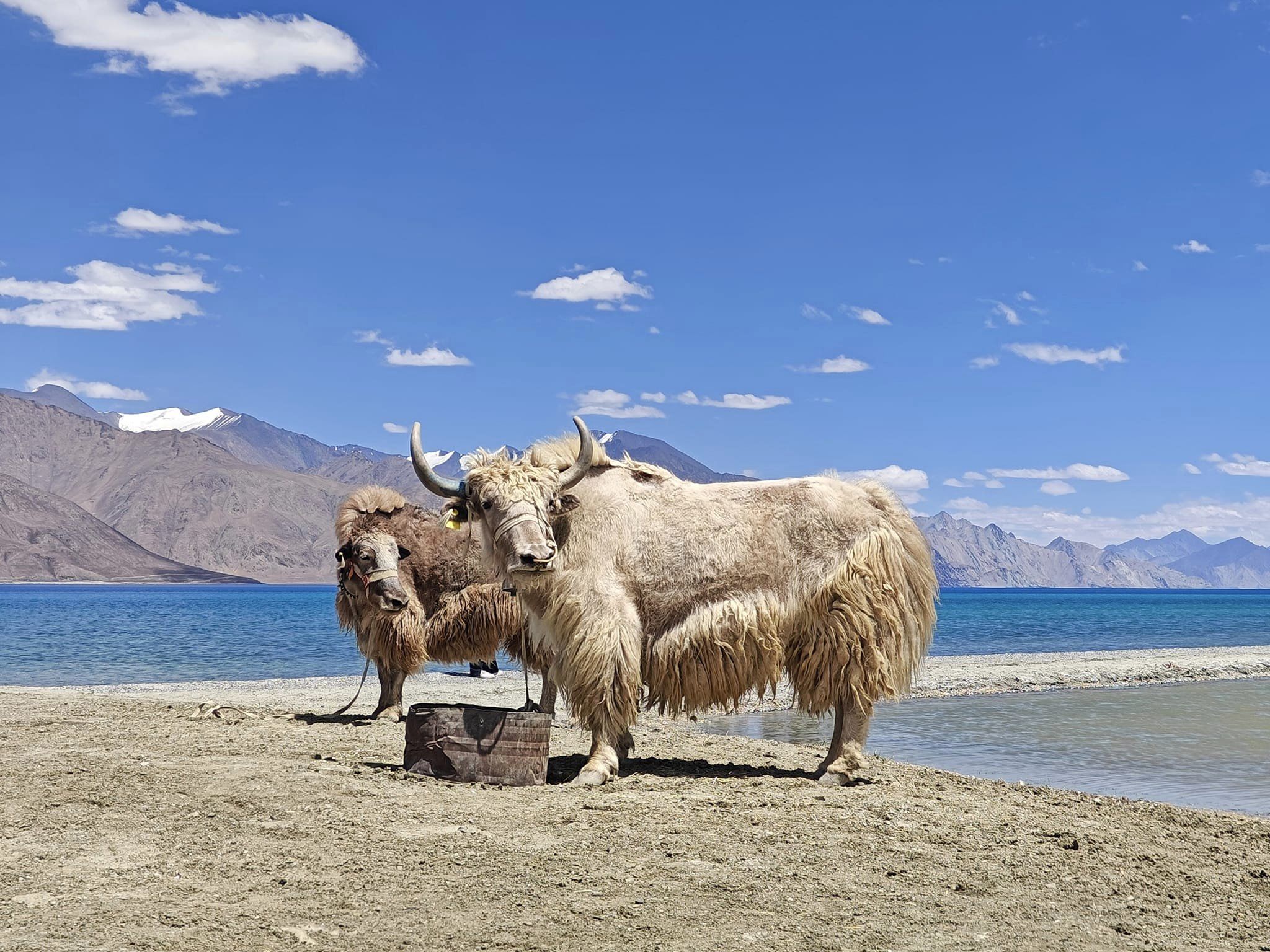 På höga höjder trivs jakar bäst. Här vid sjön Pangong. 